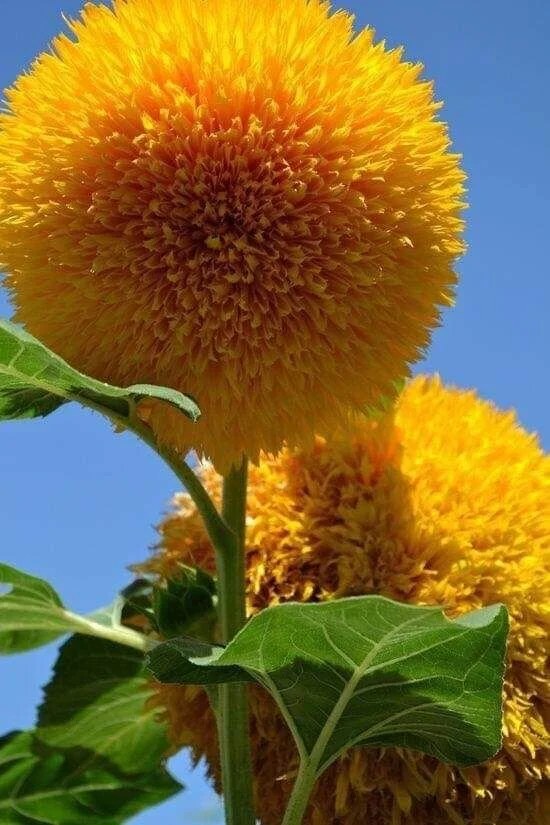 Teddy Bear Sunflower Growing Kit Calhoun Flower Farms